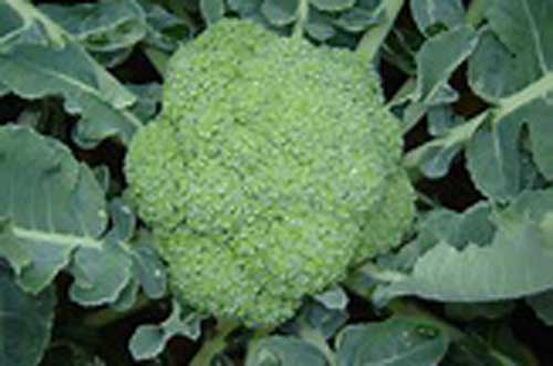 Sai lầm khi ăn súp lơ mất hết dinh dưỡng, rước thêm độc tố vào người