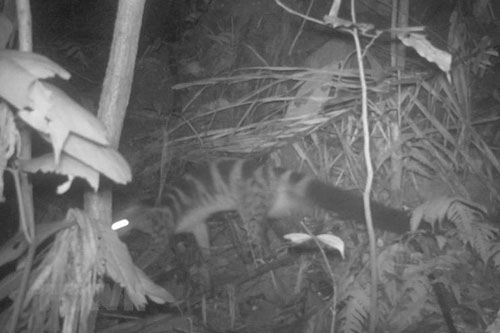 Phát hiện 14 gấu ngựa và 69 cầy vằn Bắc quý hiếm tại Thanh Hóa