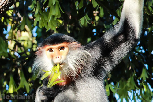 Bán đảo Sơn Trà - Vương quốc xanh của ''Nữ hoàng linh trưởng''