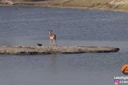 Hà mã chen ngang, linh dương "ôm hận" trong hàm cá sấu