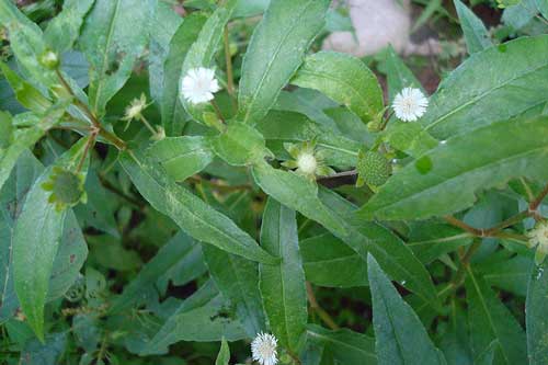 Loại cây là "thần dược" có nó cả nhà không ốm đau mà ai cũng thờ ơ