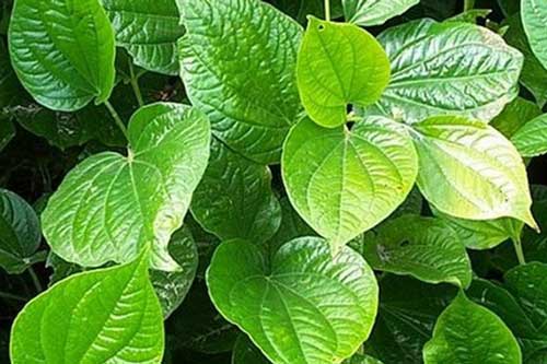 Bị bệnh sau không cần uống thuốc chỉ cần một nắm lá lốt là khỏi ngay