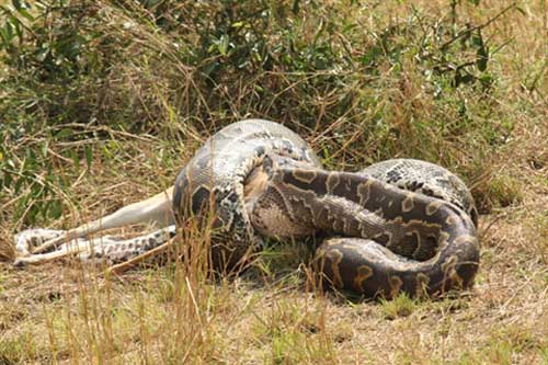 Kinh ngạc trước cảnh trăn khổng lồ nuốt chửng linh dương lớn