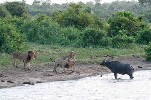 Trâu rừng đường cùng tấn công bầy sư tử: Cái kết buồn