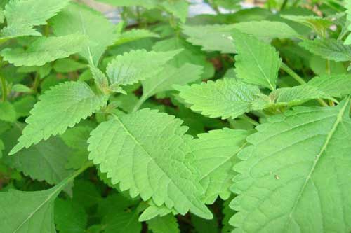 Tại sao bạn nên trồng cây kinh giới trong nhà dù chật hay hẹp?