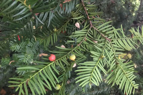 Bảo tồn thành công hai loài thông quý hiếm tại Khu bảo tồn Pù Luông