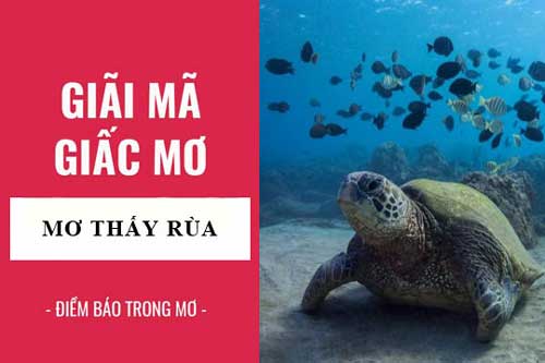 Mơ thấy rùa là điềm báo gì? Giải mã giấc mơ thấy rùa hiếm người gặp phải