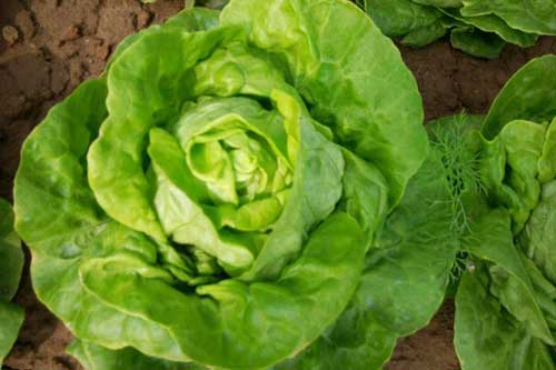 Loại rau là "thần dược" cho sức khỏe mà ai cũng thờ ơ