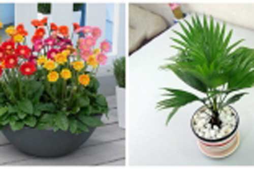 Top 10 loại cây có thể xua tan bệnh tật, mang lại vượng khí giúp gia đình bạn luôn luôn khỏe mạnh