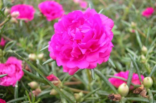 Trồng cây này trong nhà có thể bạn sẽ thọ lâu trăm tuổi, không ốm đau bệnh tật và gia đình ngày càng giàu