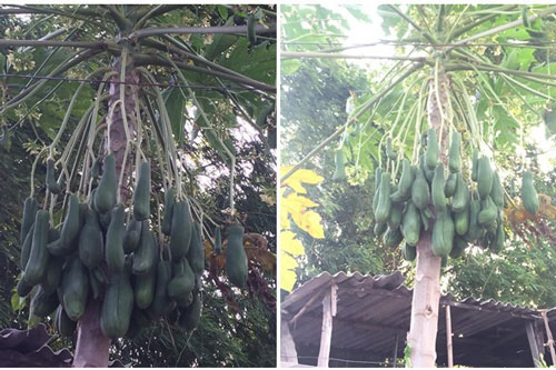 Cây đu đủ ra hàng chục quả với hình thù khác lạ khiến cả nhà kinh ngạc