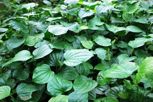 Bị những bệnh này chỉ cần dùng lá lốt là khỏi đừng tốn tiền mua thuốc tây