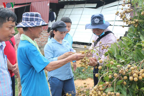 Hải Dương hình thành 4 vùng trồng nhãn xuất khẩu