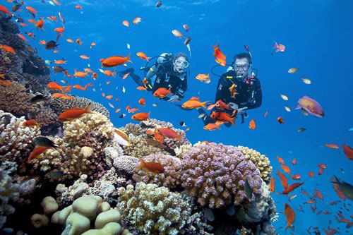 Trải nghiệm lặn biển ngắm san hô ở đảo Cù Lao Chàm