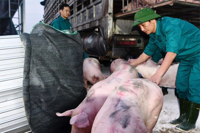 Bêu tên nhiều doanh nghiệp không phối hợp giảm giá thịt lợn - Ảnh 1.