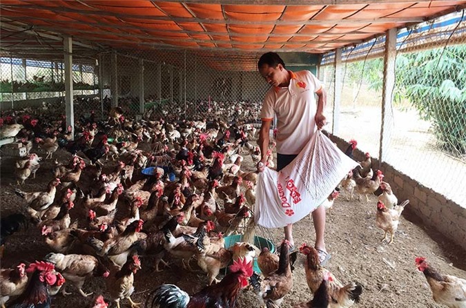 Khởi nghiệp 20 con gà mái, nghèo nhất làng lên đời nhà lầu xe hơi
