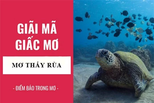 giai-ma-giac-mo-nam-mo-thay-rua-rua-than-2019-12-08