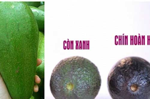 Nhìn vào cuống quả bơ, thấy có điểm này thì chớ dại mua về kẻo mất tiền mà rước thêm bệnh vào người