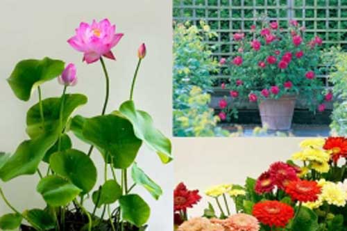 Trồng ngay 5 loài hoa này vào những tháng cuối năm có thể hóa giải mọi phong thủy xấu trong nhà