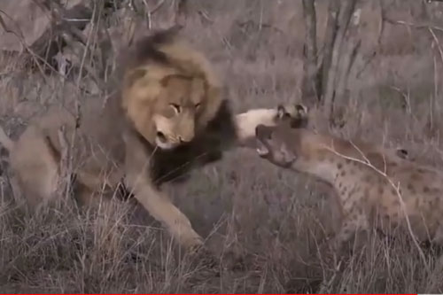 CLIP: Sư tử đực tấn công linh cẩu để cướp mồi