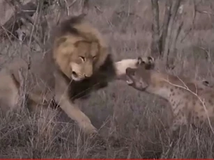 CLIP: Sư tử đực tấn công linh cẩu để cướp mồi