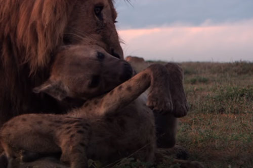 CLIP: Linh cẩu nhận cái kết đắng khi đi lạc vào lãnh địa của đàn sư tử