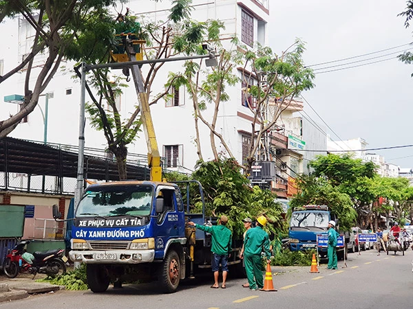 Công ty Công viên - Cây xanh Đà Nẵng cắt tỉa cây xanh ngay giữa mùa hè để kịp tiến độ chủ động phòng chống bão (Ảnh: HC)
