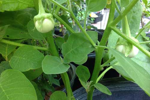 Cách trồng cà pháo trong thùng xốp nhanh thu hoạch, tha hồ làm cà muối chua