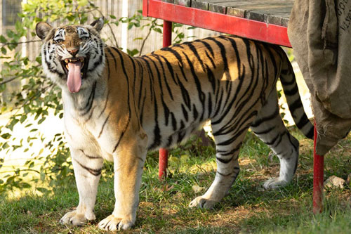 Sau 1/6 Âm lịch, 3 con giáp 'số đỏ như son', dễ phát tài phát lộc, tiền vàng chật két