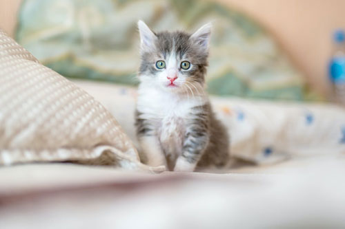 Dự đoán tử vi tuần mới 20/7-26/7 cho 12 con giáp: Tuổi Tý rủng rỉnh tiền tiêu, tuổi mão dễ dính thị phi