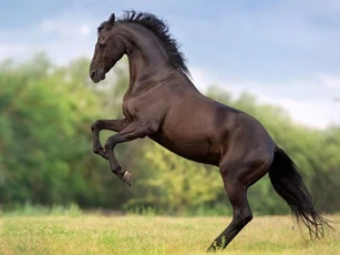 'Thần Tài báo mộng', 3 con giáp này dễ gặp may mắn đủ đường, tiền bạc ‘chất cao như núi’ đúng vào ngày 1/6 Âm lịch