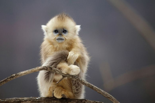 Từ giờ đến Tết 2021, 2 con giáp này dễ 'đổi đời' giàu sang, tiêu tiền không cần phải nghĩ