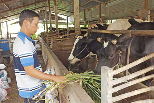 Long An: Thu 'vàng trắng' từ chăn nuôi bò theo hướng 'xanh'