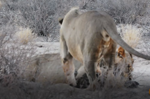 CLIP: Linh cẩu nâu nhận cái kết đắng khi đụng độ đàn sư tử