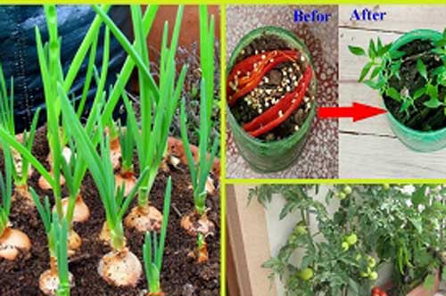 Điểm danh 6 loại rau trồng trong nhà cũng sống, chỉ vài ngày là có ngay rau sạch ăn quanh năm