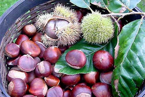 Hạt dẻ: "Tiên dược" cho sức khỏe mọi người