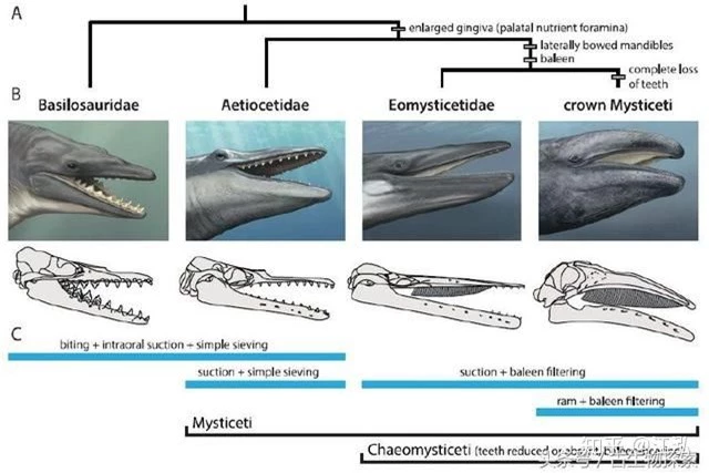 Cá voi răng vương miện: Làm sáng tỏ điểm khởi đầu của sự tiến hóa của cá voi tấm sừng - Ảnh 10.