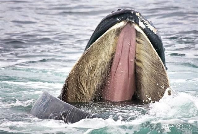 Cá voi răng vương miện: Làm sáng tỏ điểm khởi đầu của sự tiến hóa của cá voi tấm sừng - Ảnh 11.