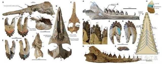 Cá voi răng vương miện: Làm sáng tỏ điểm khởi đầu của sự tiến hóa của cá voi tấm sừng - Ảnh 4.