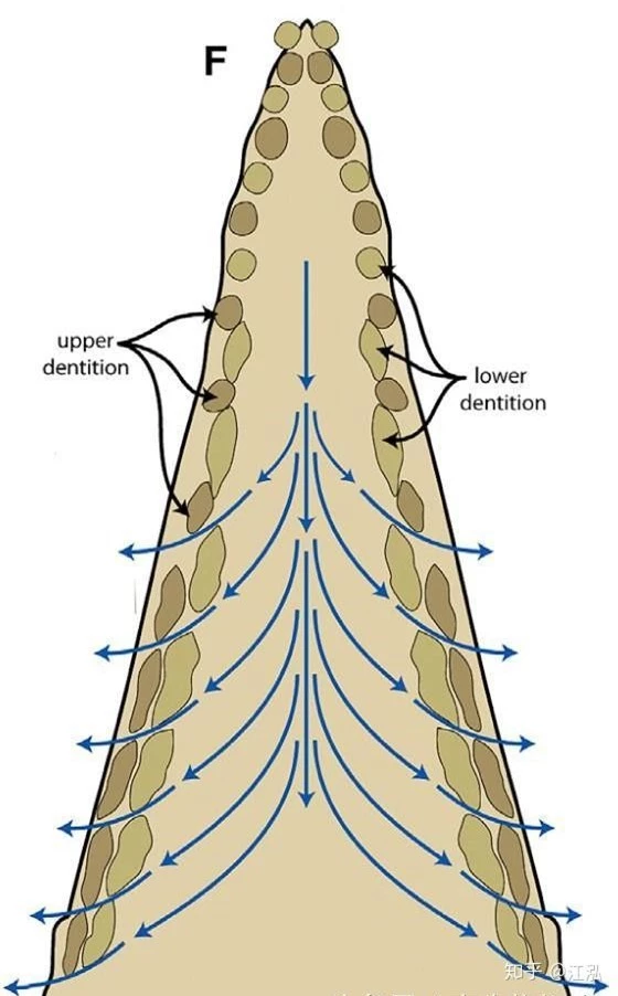 Cá voi răng vương miện: Làm sáng tỏ điểm khởi đầu của sự tiến hóa của cá voi tấm sừng - Ảnh 9.