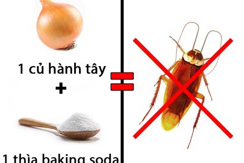 Lấy dao cắt ngang củ hành tây rồi đặt đúng chỗ này, đảm bảo gián "khiếp vía", không bao giờ dám quay lại