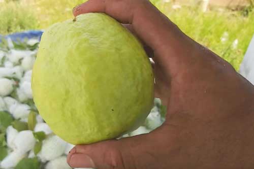 Mẹo chọn ổi giòn ngon, đảm bảo 'bách phát bách trúng'