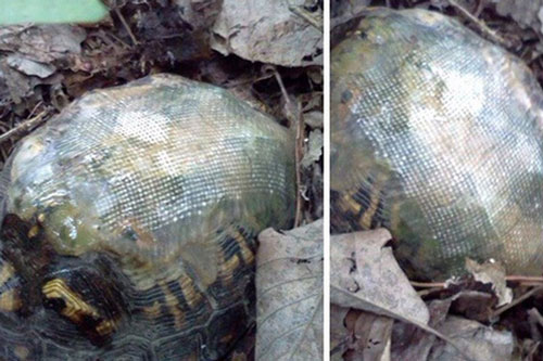 Tìm thấy vật thể kỳ dị trong rừng, vị bác sĩ tò mò tiến đến gần và sững sờ nhận ra "cố nhân" mà mình từng cứu mạng