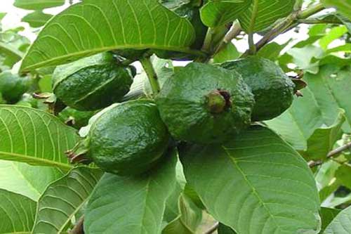 Chỉ cần dùng lá ổi bị những bệnh này không bao giờ tốn tiền mua thuốc tây hay tới bác sĩ