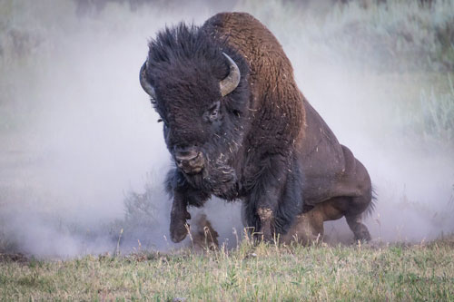 Bị bò rừng truy sát lại trượt chân ngã, người phụ nữ có pha xử lý bình tĩnh khiến dân tình thán phục