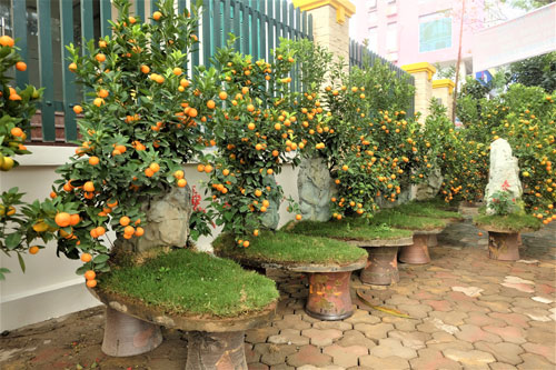 Những loại cây được mệnh danh là 'thần' gác cổng, vừa dễ chăm sóc lại giúp gia chủ 'hút' tài lộc