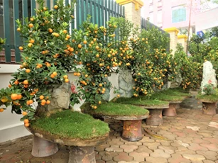 Những loại cây được mệnh danh là 'thần' gác cổng, vừa dễ chăm sóc lại giúp gia chủ 'hút' tài lộc