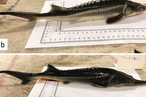 Giống lai kỳ quái của hai loài cá có nguy cơ tuyệt chủng