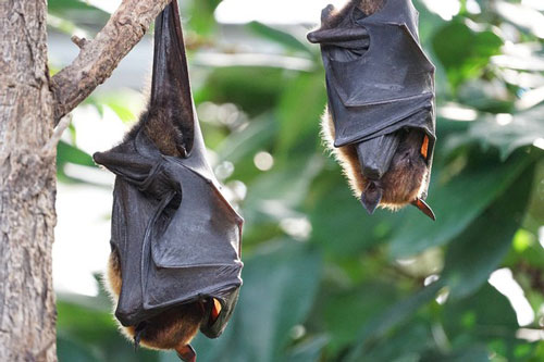 L&#xE0; ngu&#x1ED3;n l&#xE2;y COVID-19, v&#xEC; sao d&#x1A1;i kh&#xF4;ng nhi&#x1EC5;m b&#x1EC7;nh?