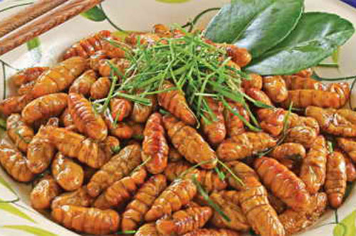 Cách chế biến món ngon từ nhộng tằm
